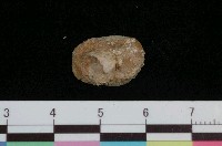 藏品(刺面舟螺)的圖片